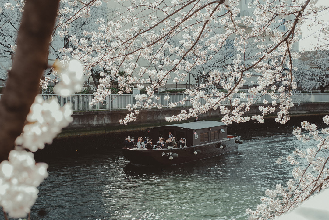 Boat on the river during sakura season
