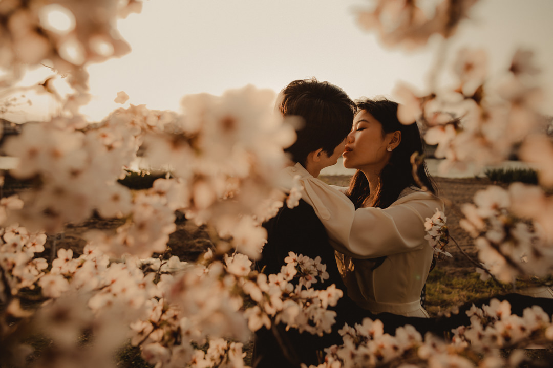 Cherry blossom sunset and lovers kissing