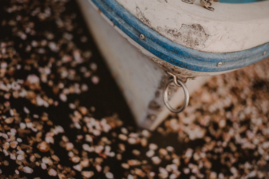 Cherry tree petals in the lake and the front of the boat