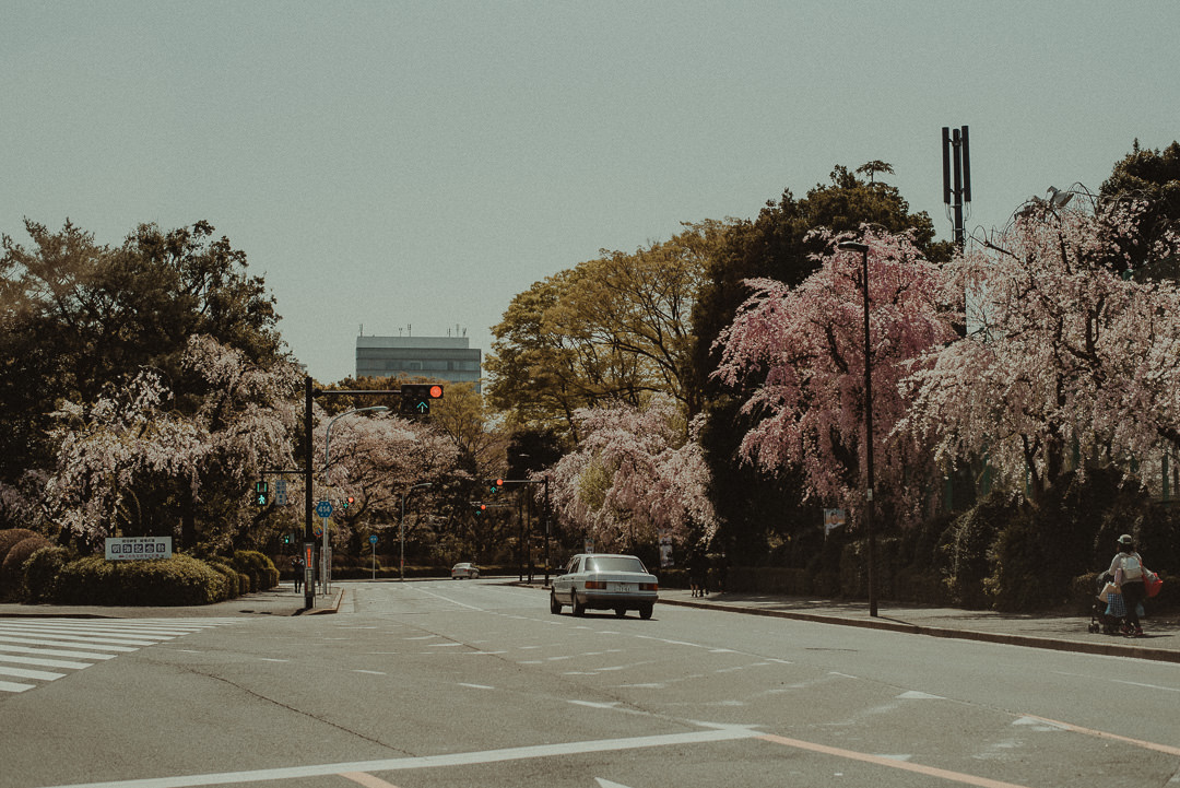 Seasonal vibes in Tokyo city during cherry blossom weeks.