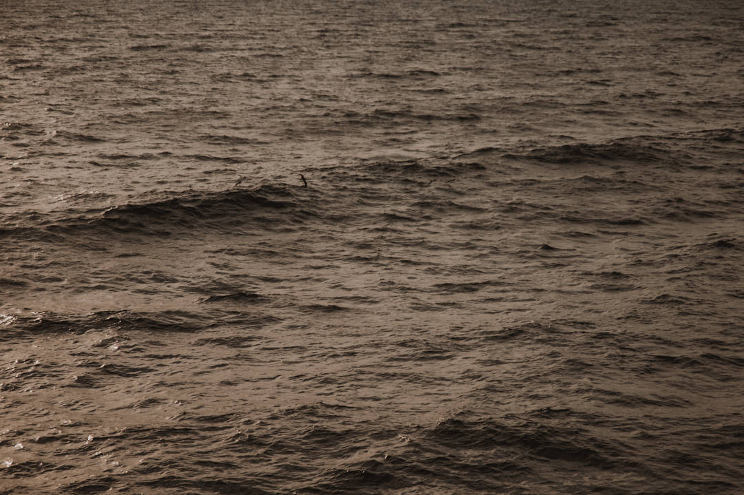 Seagulls playing over the ocean waves