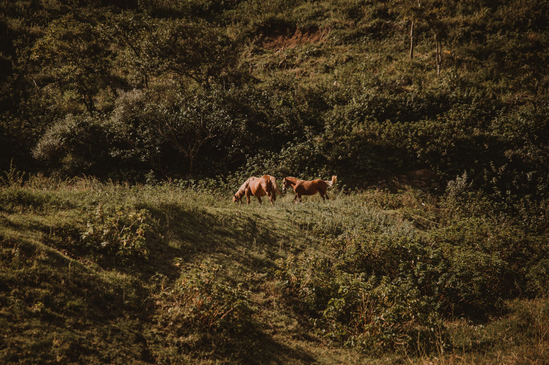 Wild horses running free everywhere