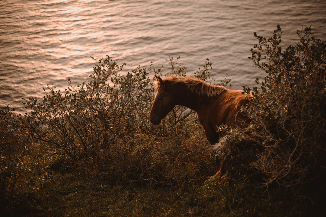 Best horse lurking in the background.
