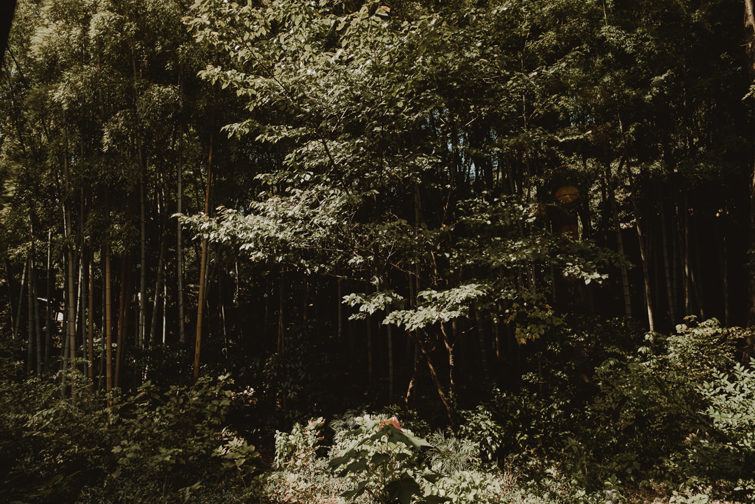 Forest surrounding ryokan where the elopement will take place