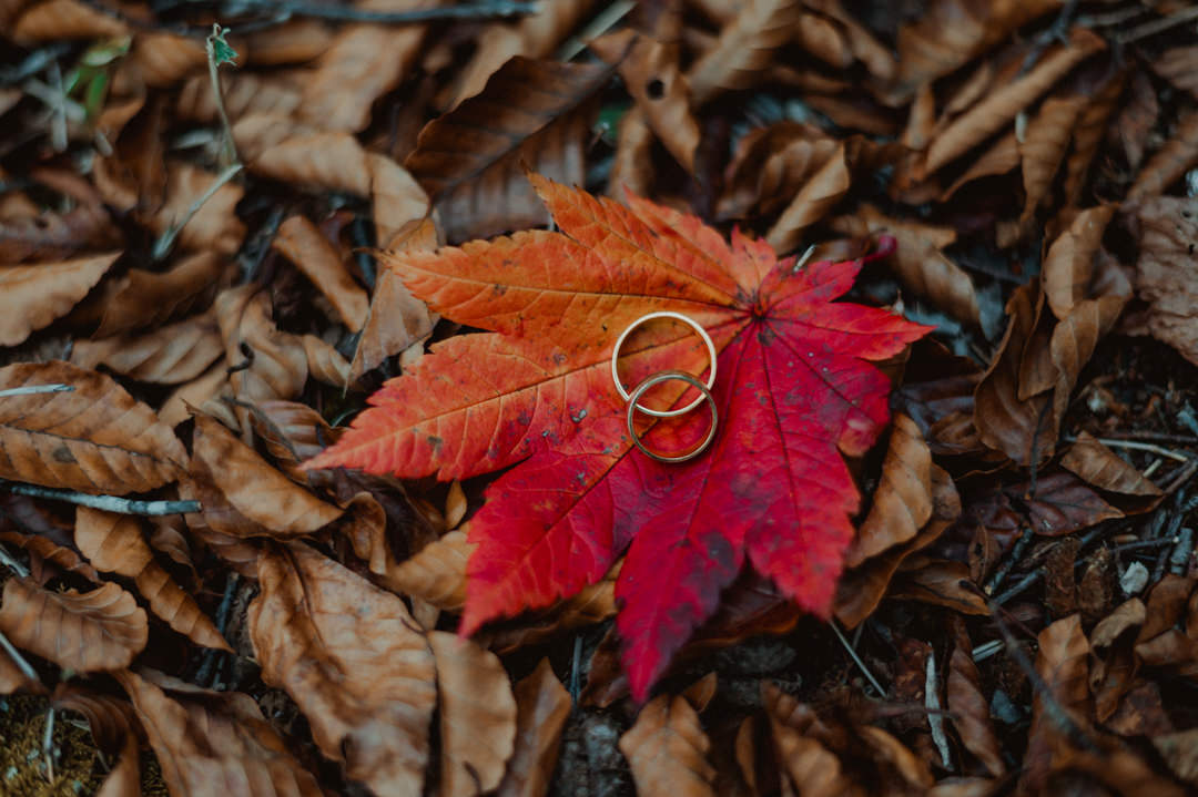 Wedding rings on an autumn leaf on fall elopement in Japan