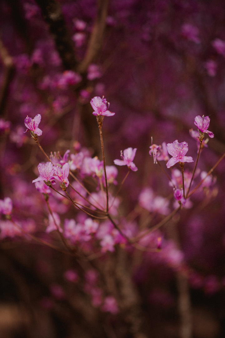 Arashiyama Bamboo Forest Elopement - Flowers