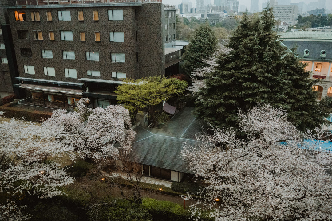 Cherry blossom in Tokyo