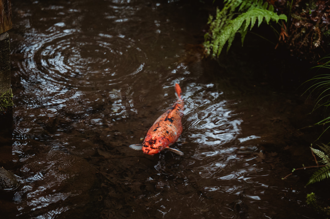 Japanese pond, rainy day elopement in Japan